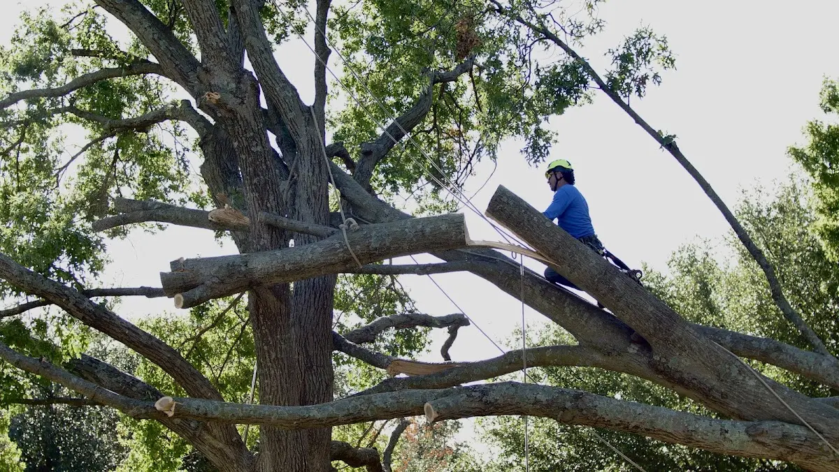 Professional Hazardous Tree Removal performed by certified arborists in Pluckemin