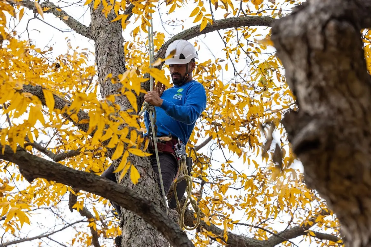 Skilled Storm Damage Cleanup crew working in Pluckemin